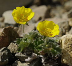 Potentilla subvahliana