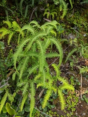 Sticherus squamulosus