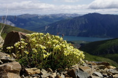Saxifraga bronchialis funstonii