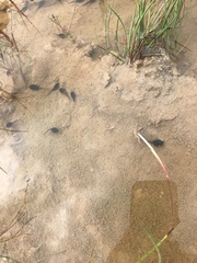 Leptodactylus luctator