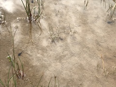 Leptodactylus luctator