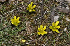 Gagea bohemica