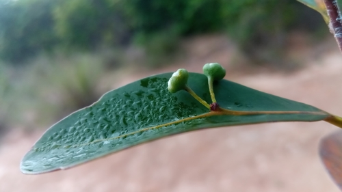 Polycardia lateralis