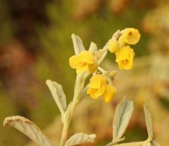 Hermannia holosericea