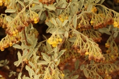 Hermannia holosericea