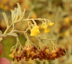 Hermannia holosericea