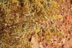 Hermannia holosericea