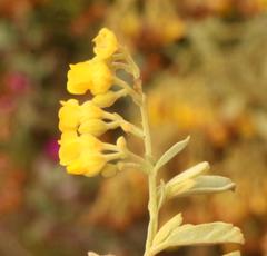 Hermannia holosericea