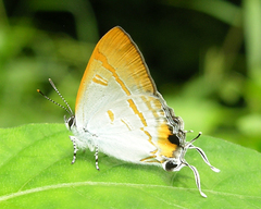 Hypolycaena thecloides