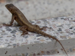 Sceloporus nelsoni