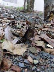 Battus polydamas polydamas