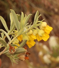 Hermannia odorata