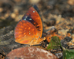 Lexias