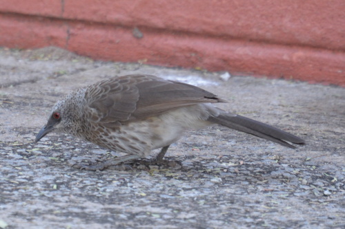 Hartlaub's Babbler