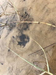 Leptodactylus luctator