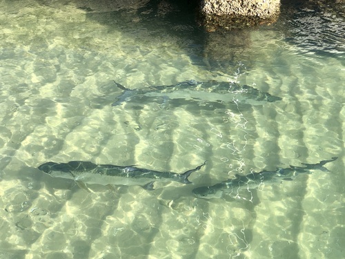 Giant Tarpon