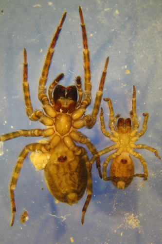 Erber's Lace-weaver