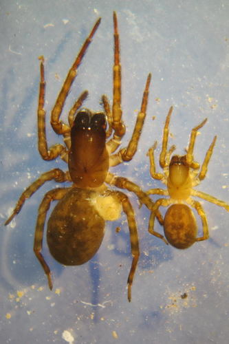 Erber's Lace-weaver