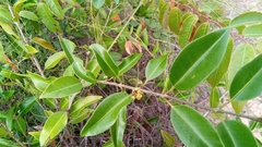 Salacia