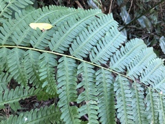 Pteris wallichiana
