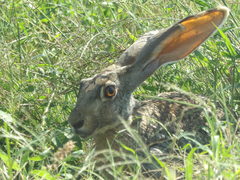 Lepus alleni