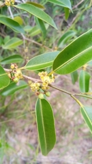 Salacia