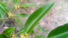 Salacia