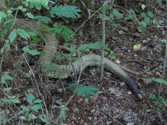 Crotalus basiliscus