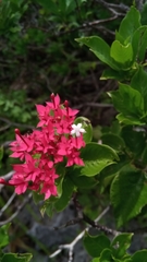 Carphalea