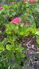 Carphalea
