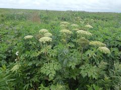 Angelica gmelinii