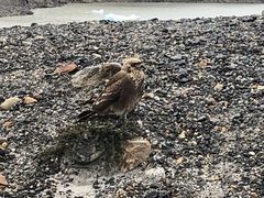 Daptrius albogularis