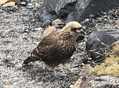 Daptrius albogularis