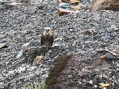 Daptrius albogularis