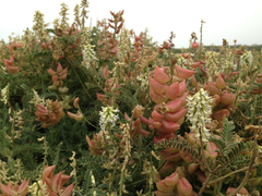 Astragalus nuttallii