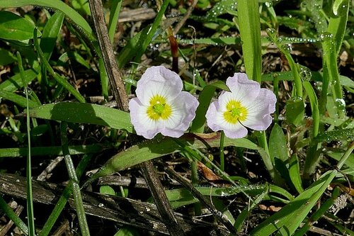 Image of Baldellia ranunculoides by no rights reserved