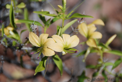 Barleria prionitis prionitoides