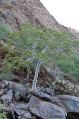 Sterculia quinqueloba