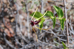 Strophanthus amboensis