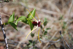 Strophanthus amboensis