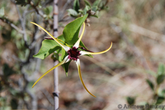Strophanthus amboensis
