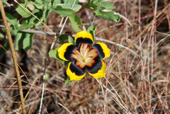 Turnera oculata
