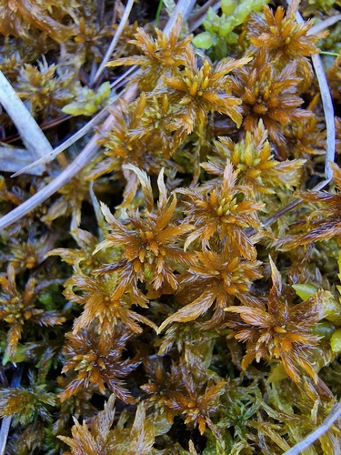 Sphagnum jensenii