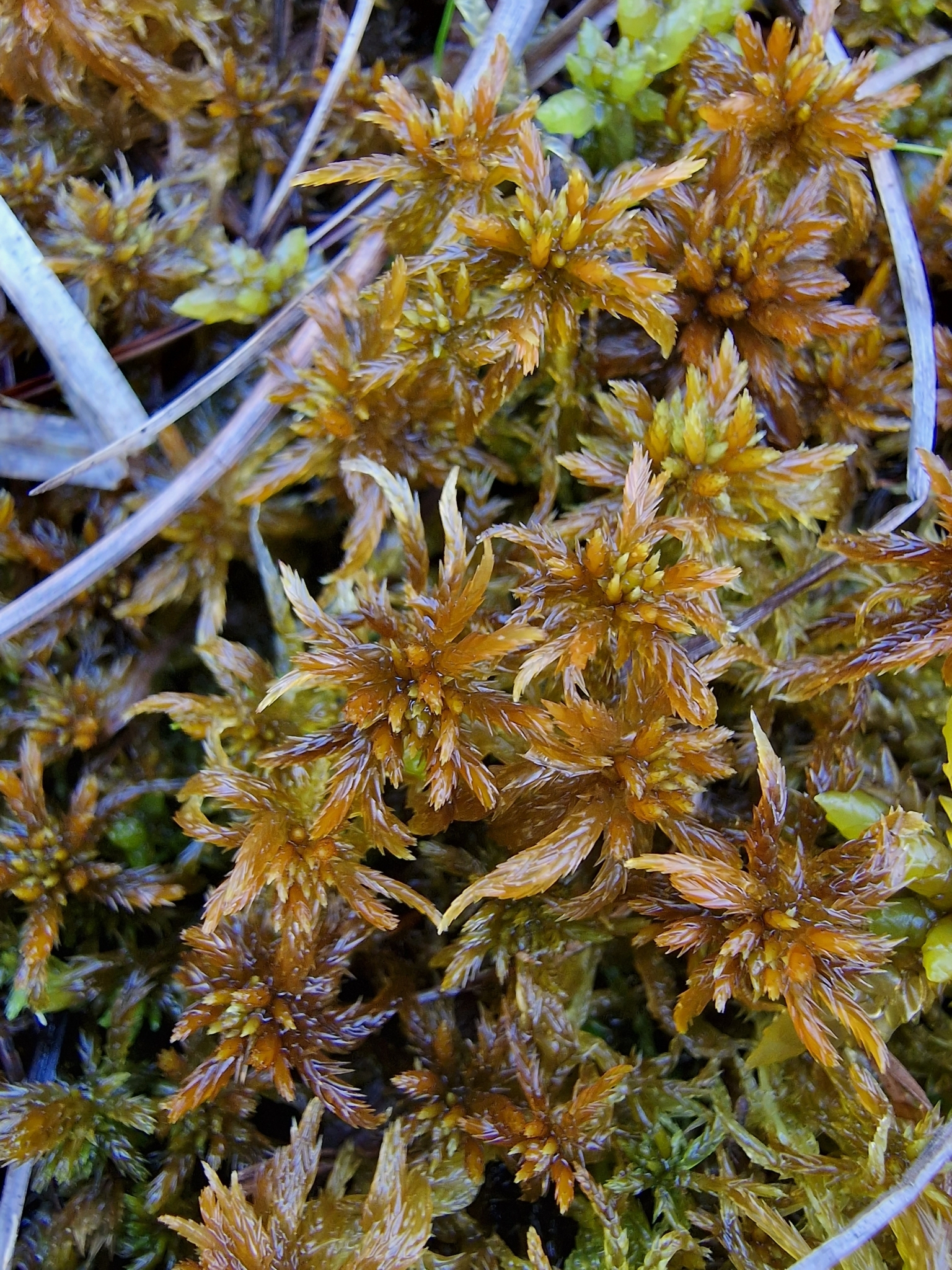 Sphagnum jensenii