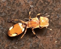 Cephalotes clypeatus