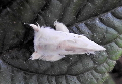 Naroma varipes