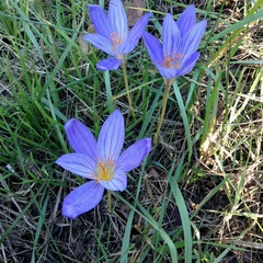 Crocus cancellatus