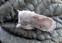 Naroma varipes