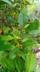 Coptosperma