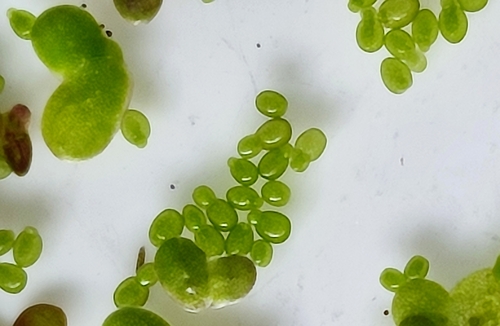 Wolffia globosa iNat (2)